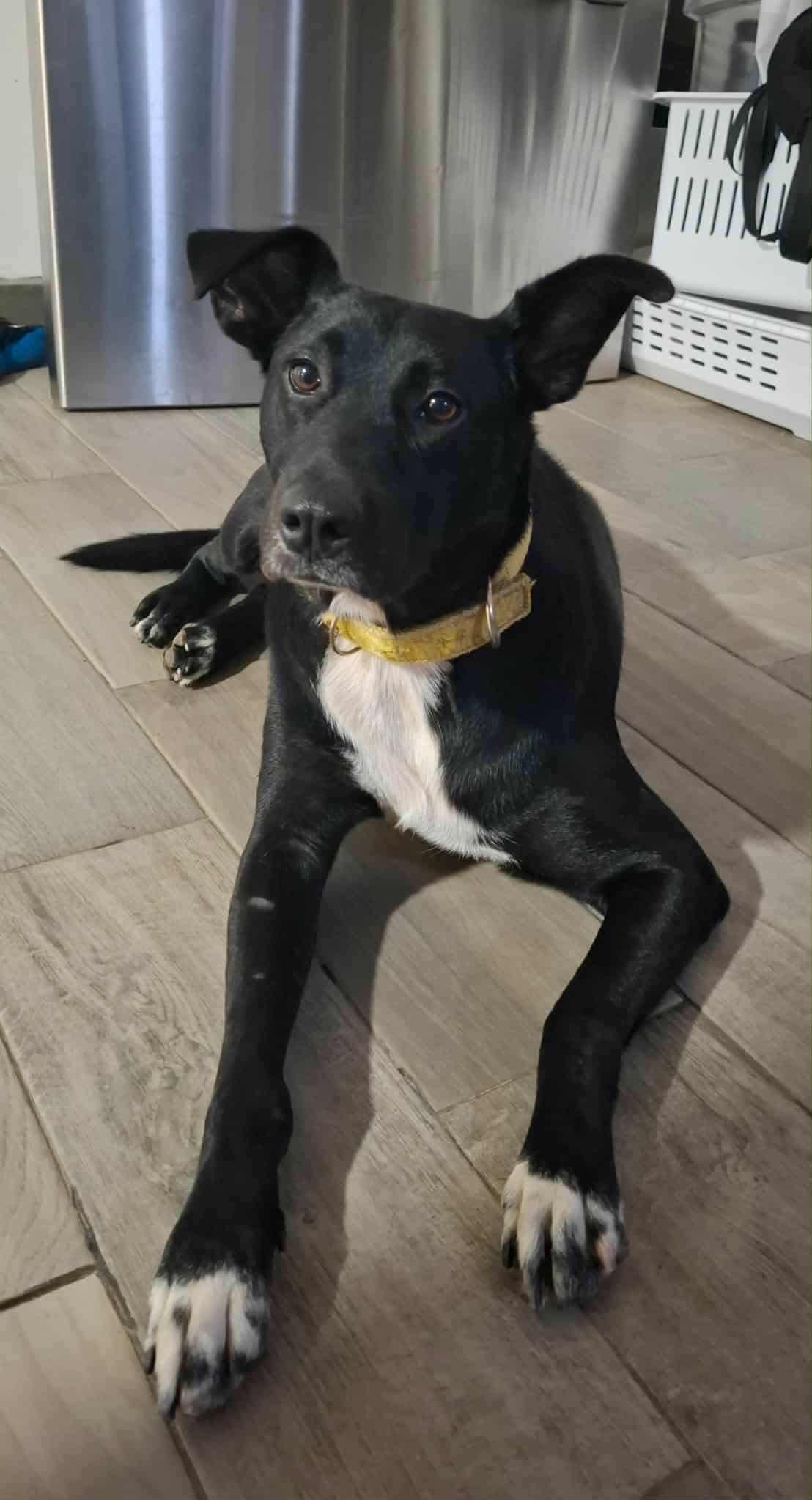 Enlarge Princess, a Adoptable Mixed Breed in Puyallup, WA image 5/6