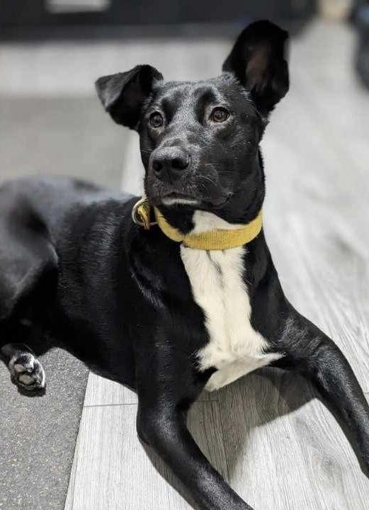 Enlarge Princess, a Adoptable Mixed Breed in Puyallup, WA image 6/6