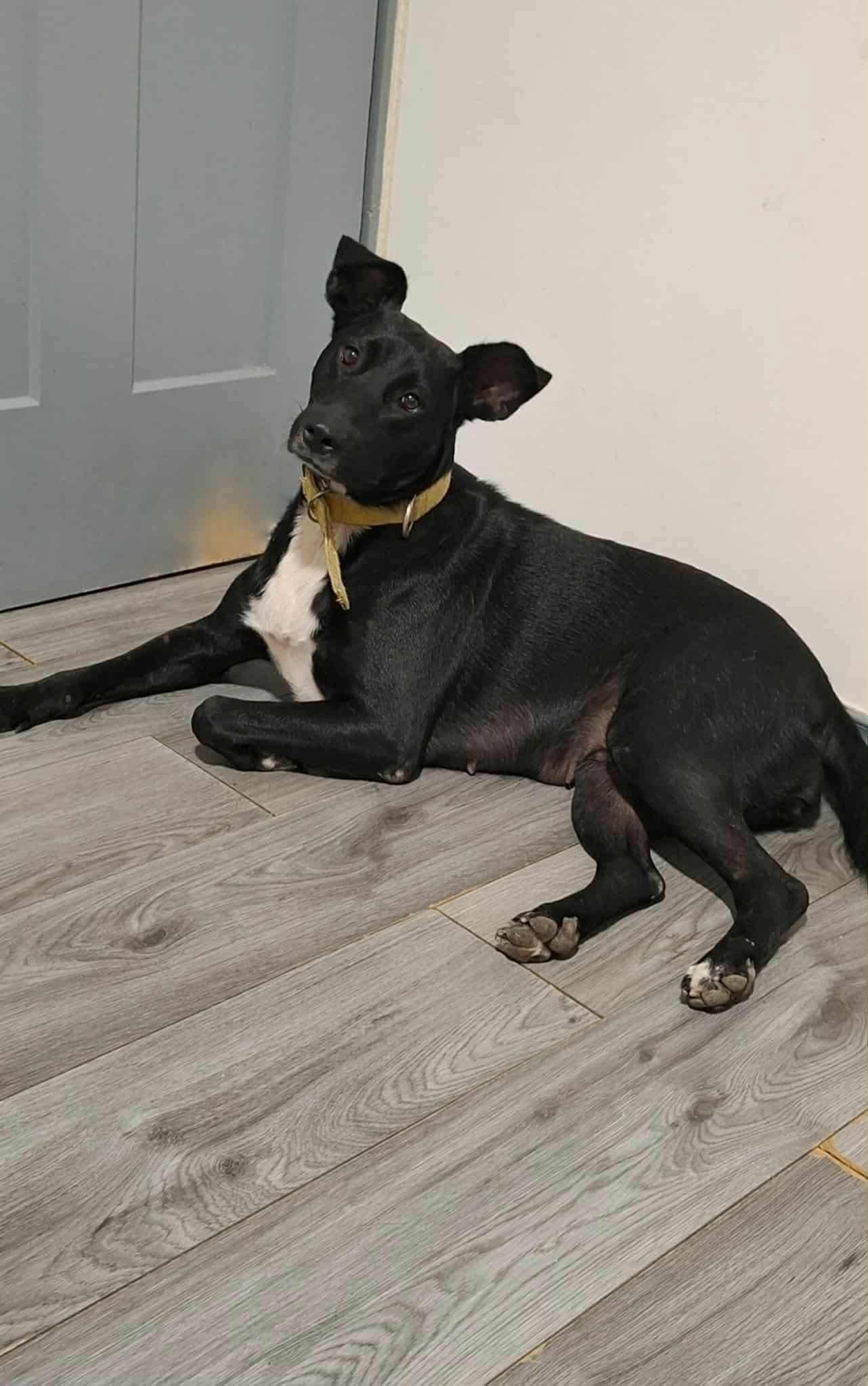 Enlarge Princess, a Adoptable Mixed Breed in Puyallup, WA image 4/6