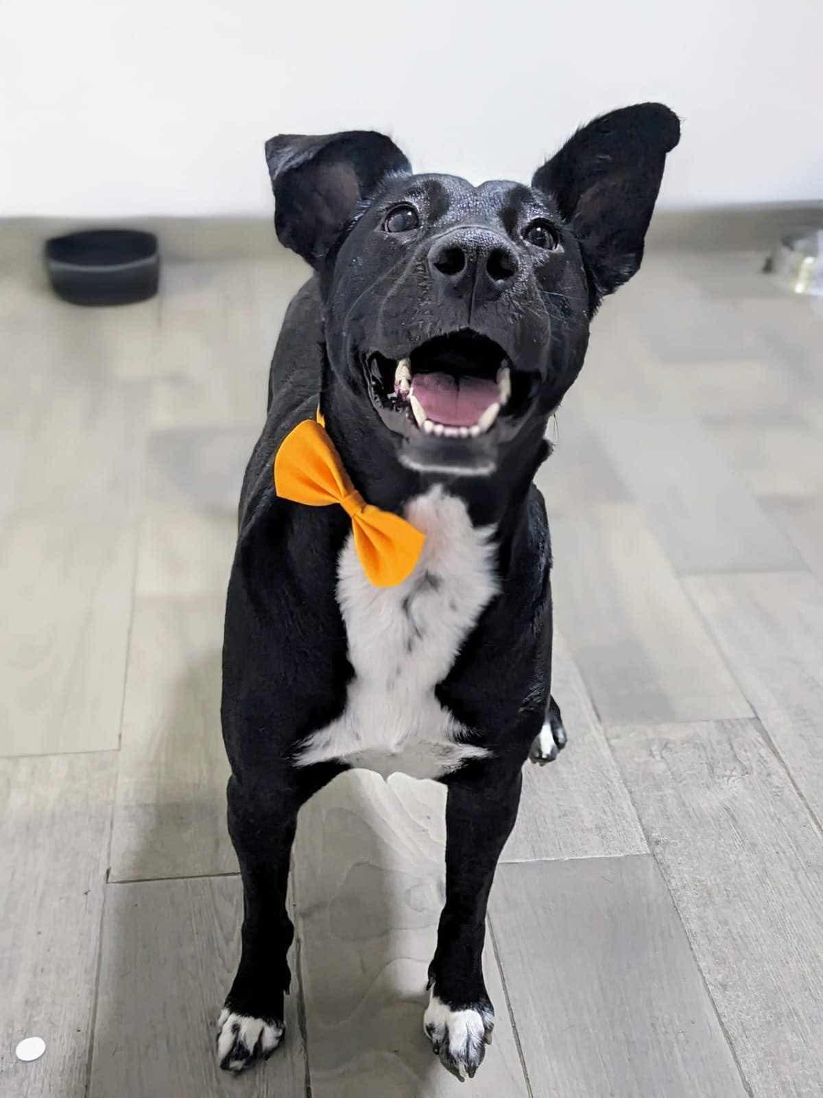 Enlarge Princess, a Adoptable Mixed Breed in Puyallup, WA image 1/6