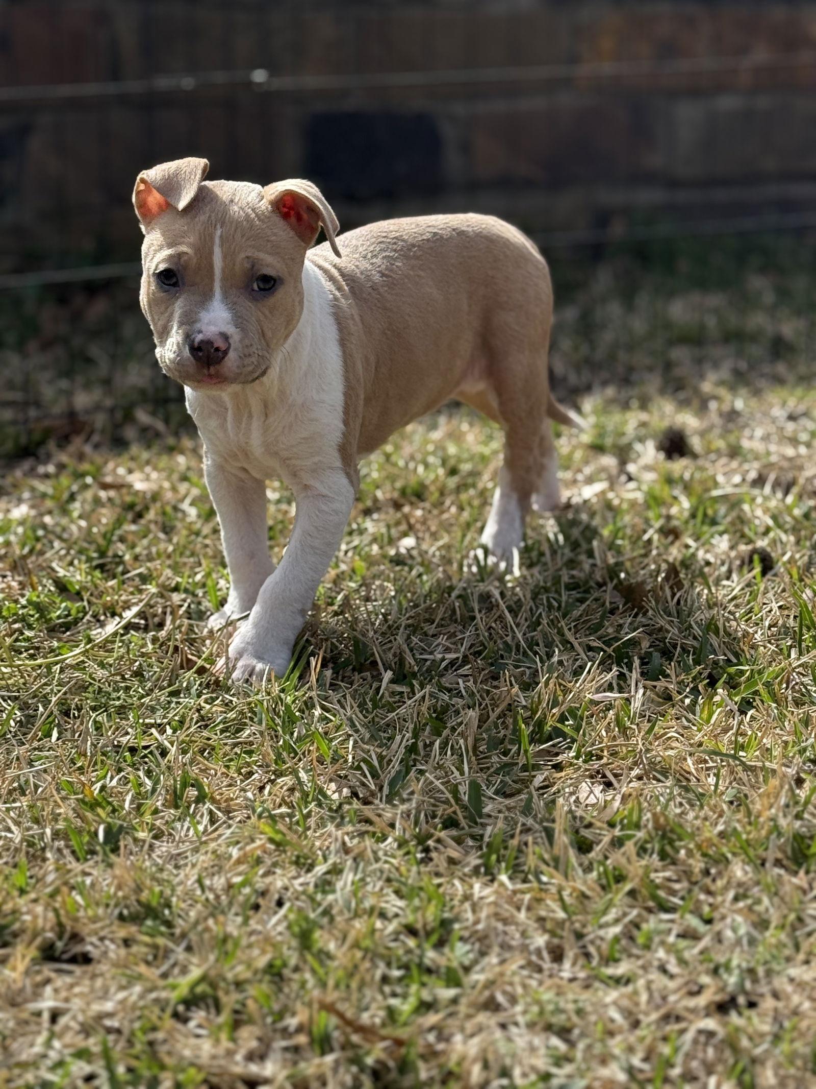 Enlarge Goldie Lonestar, a Adopted Pit Bull Terrier in Rockaway, NJ image 2/3