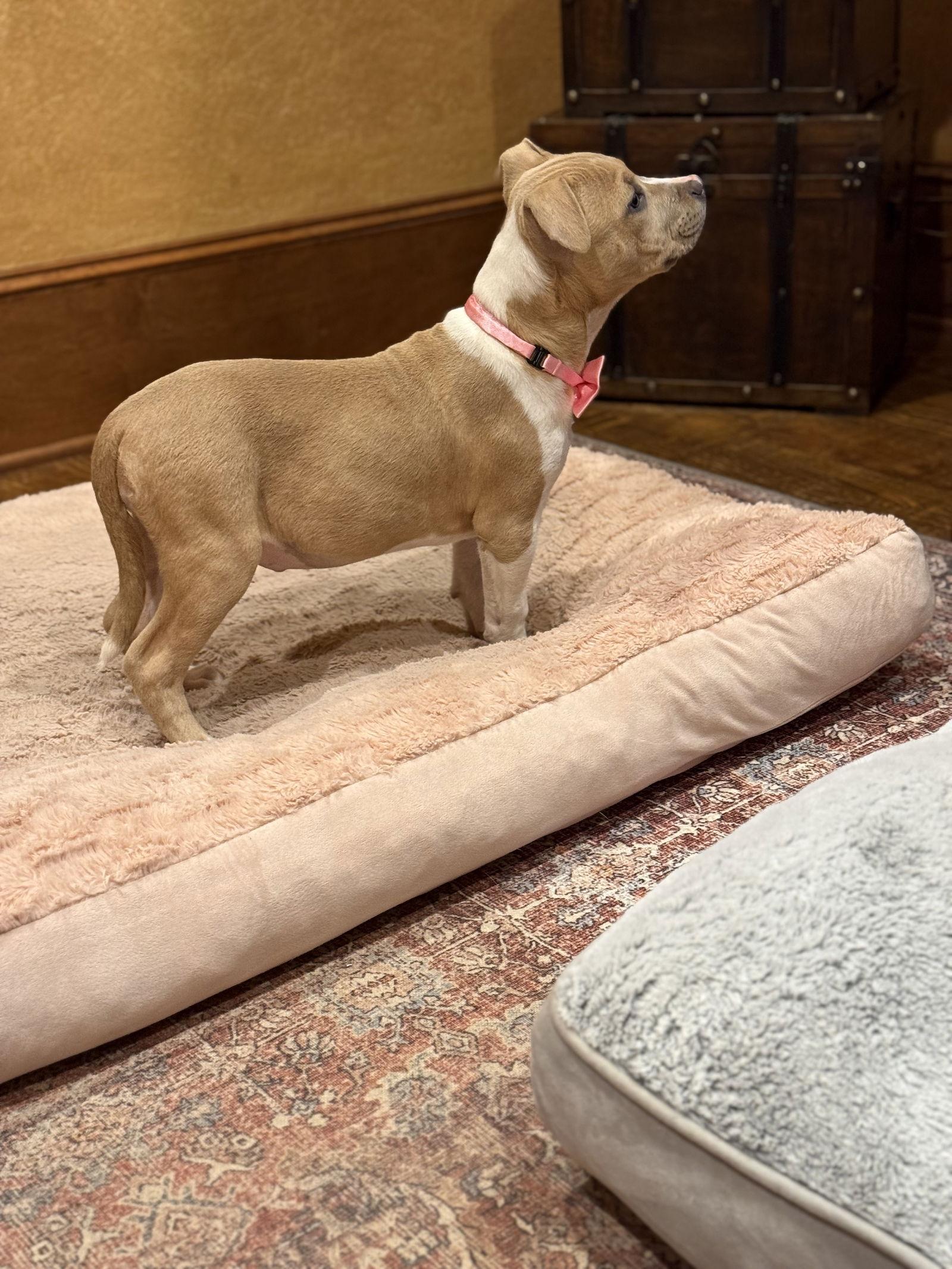 Enlarge Goldie Lonestar, a Adopted Pit Bull Terrier in Rockaway, NJ image 3/3