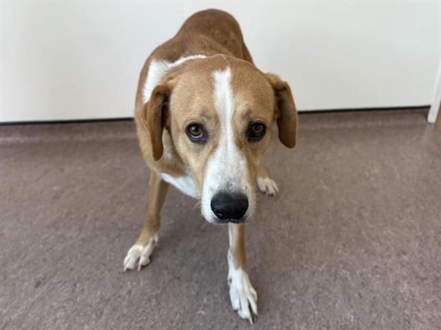 SLEEPY, Adoptable, Adult Male Great Pyrenees.