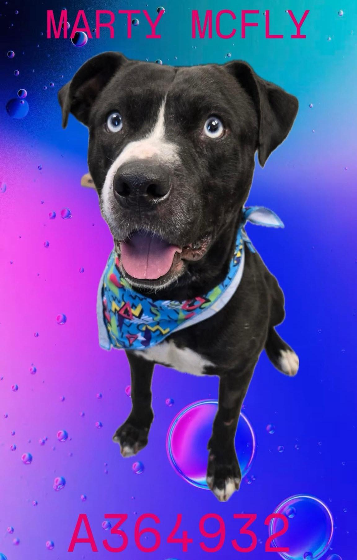 Marty McFly **Courtesy Post. Out of town pet. See below for details**