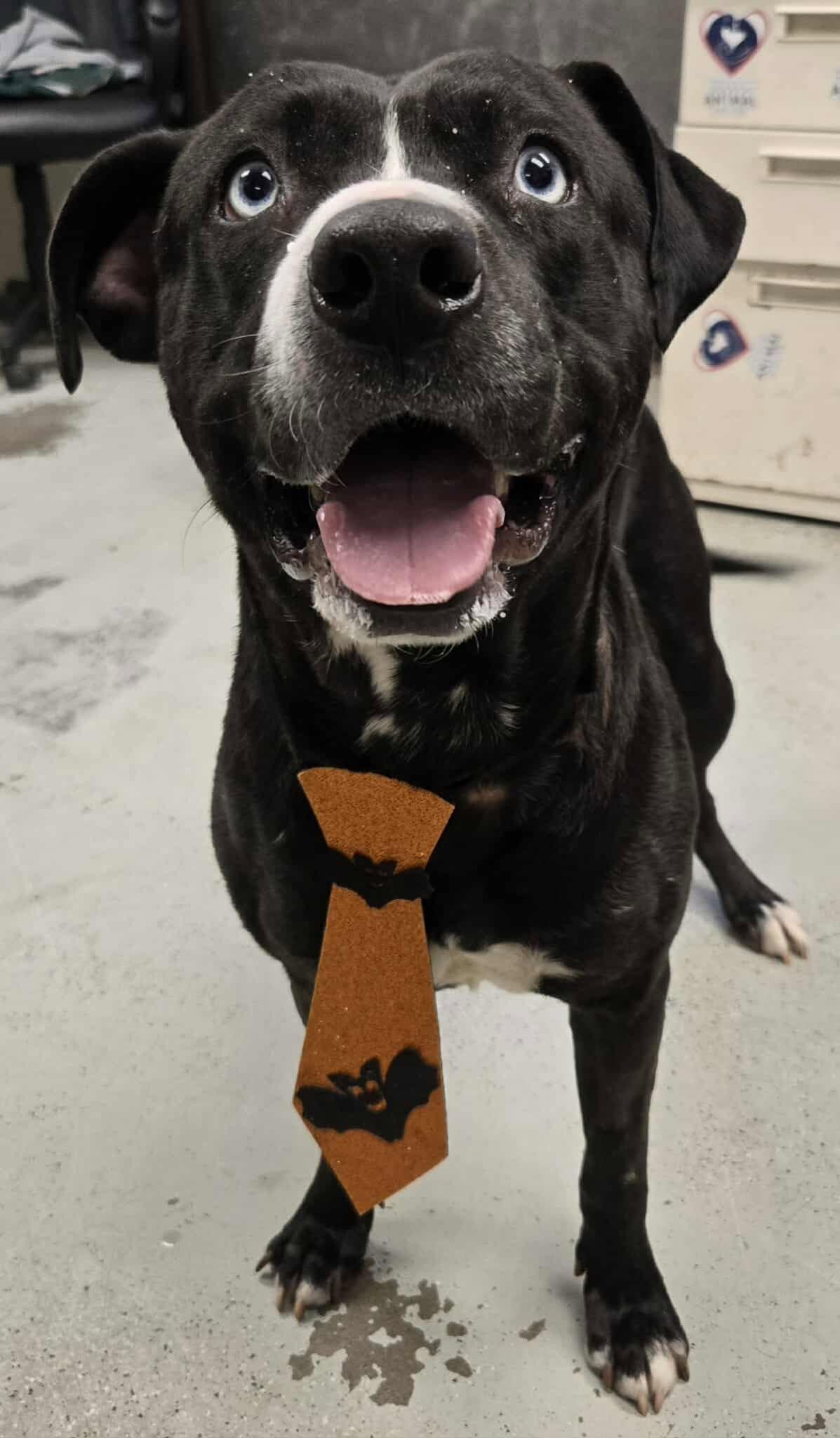 Marty McFly **Courtesy Post. Out of town pet. See below for details**