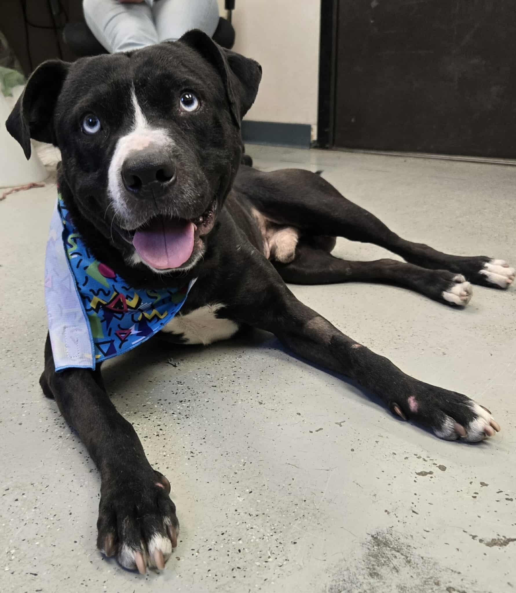 Marty McFly **Courtesy Post. Out of town pet. See below for details**