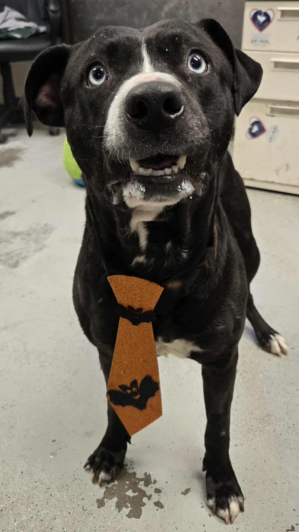 Marty McFly **Courtesy Post. Out of town pet. See below for details**