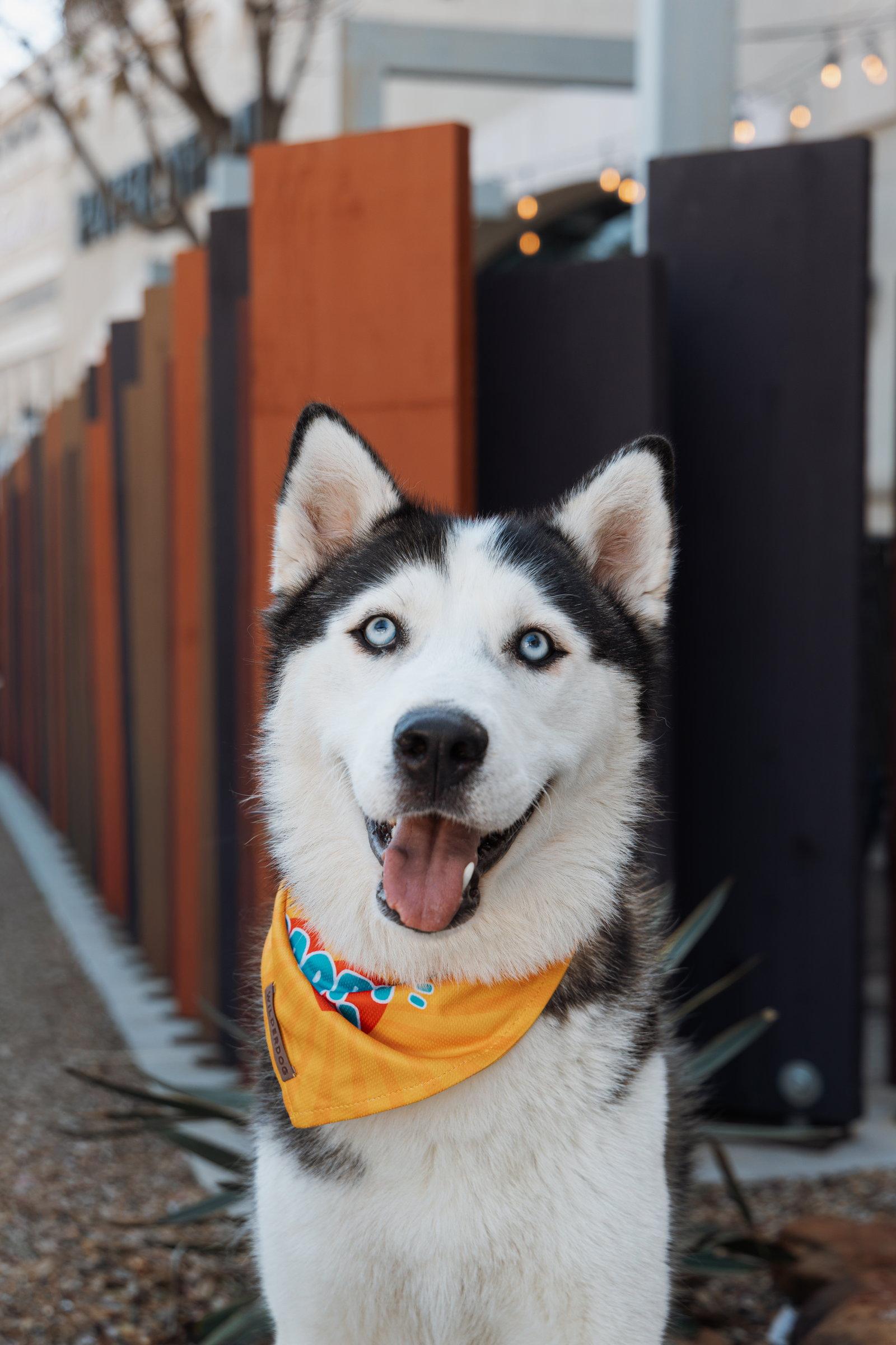 Enlarge Calgary *Foster Needed*, a Adopted Siberian Husky in Carrollton, TX image 1/3