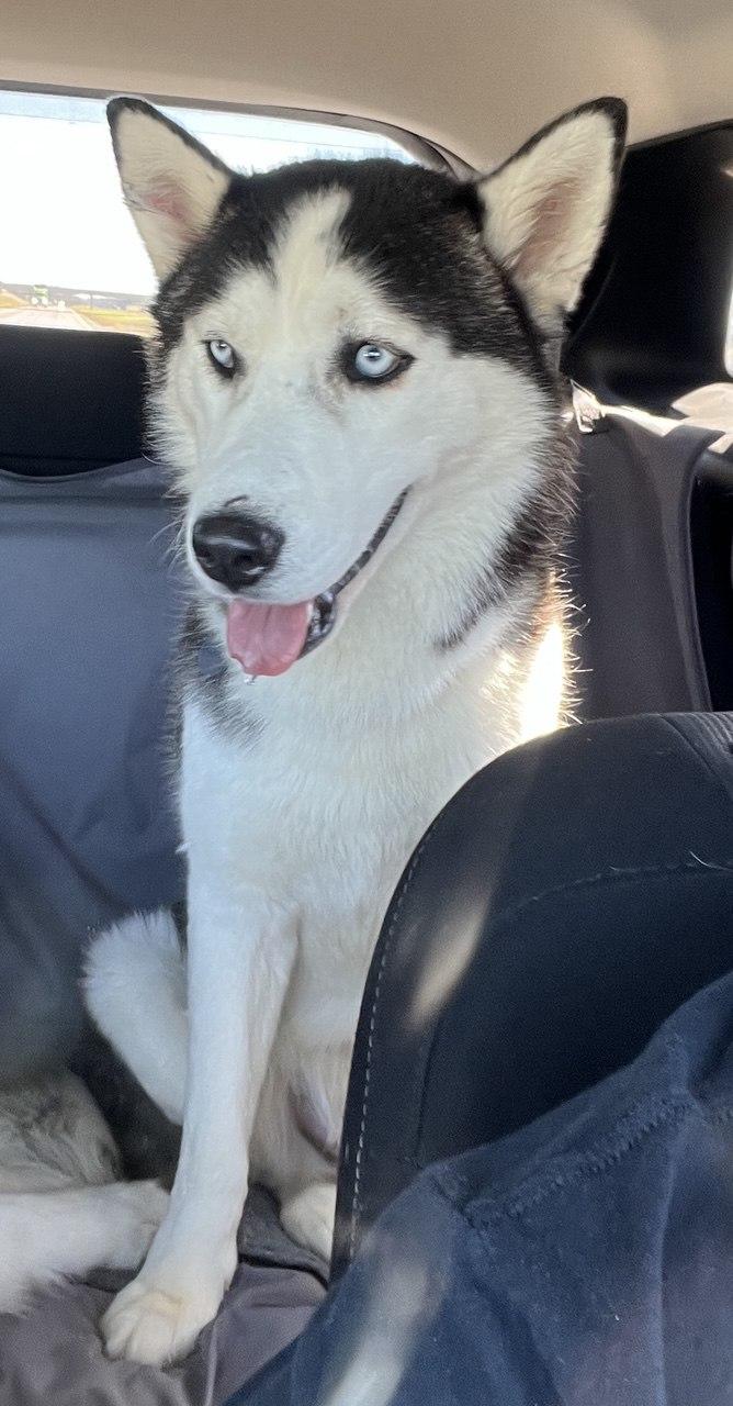 Enlarge Calgary *Foster Needed*, a Adopted Siberian Husky in Carrollton, TX image 2/3