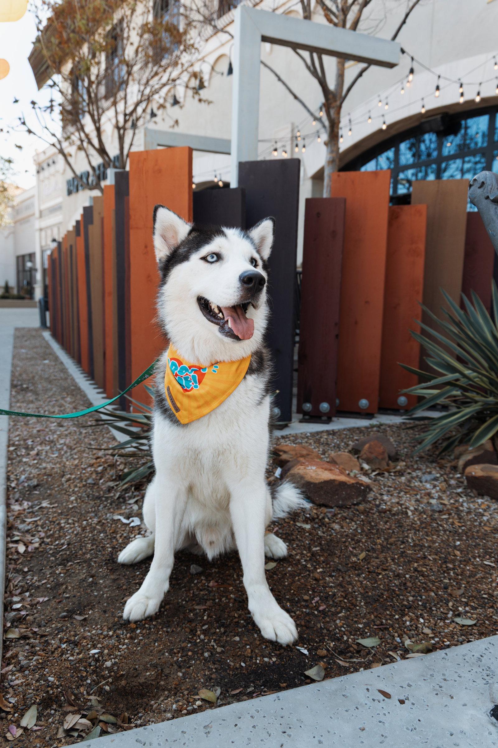 Enlarge Calgary *Foster Needed*, a Adopted Siberian Husky in Carrollton, TX image 3/3