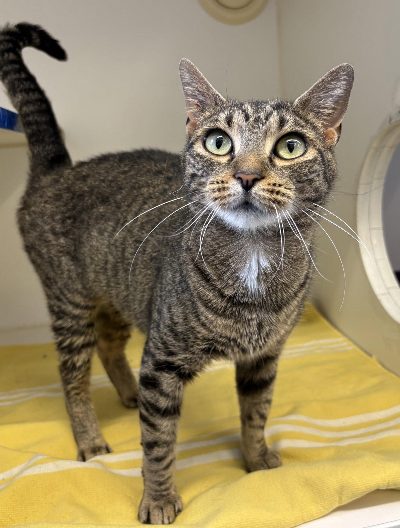 Enlarge Carlie 2 years female, a Adopted Domestic Short Hair in Sterling, MA image 1/1