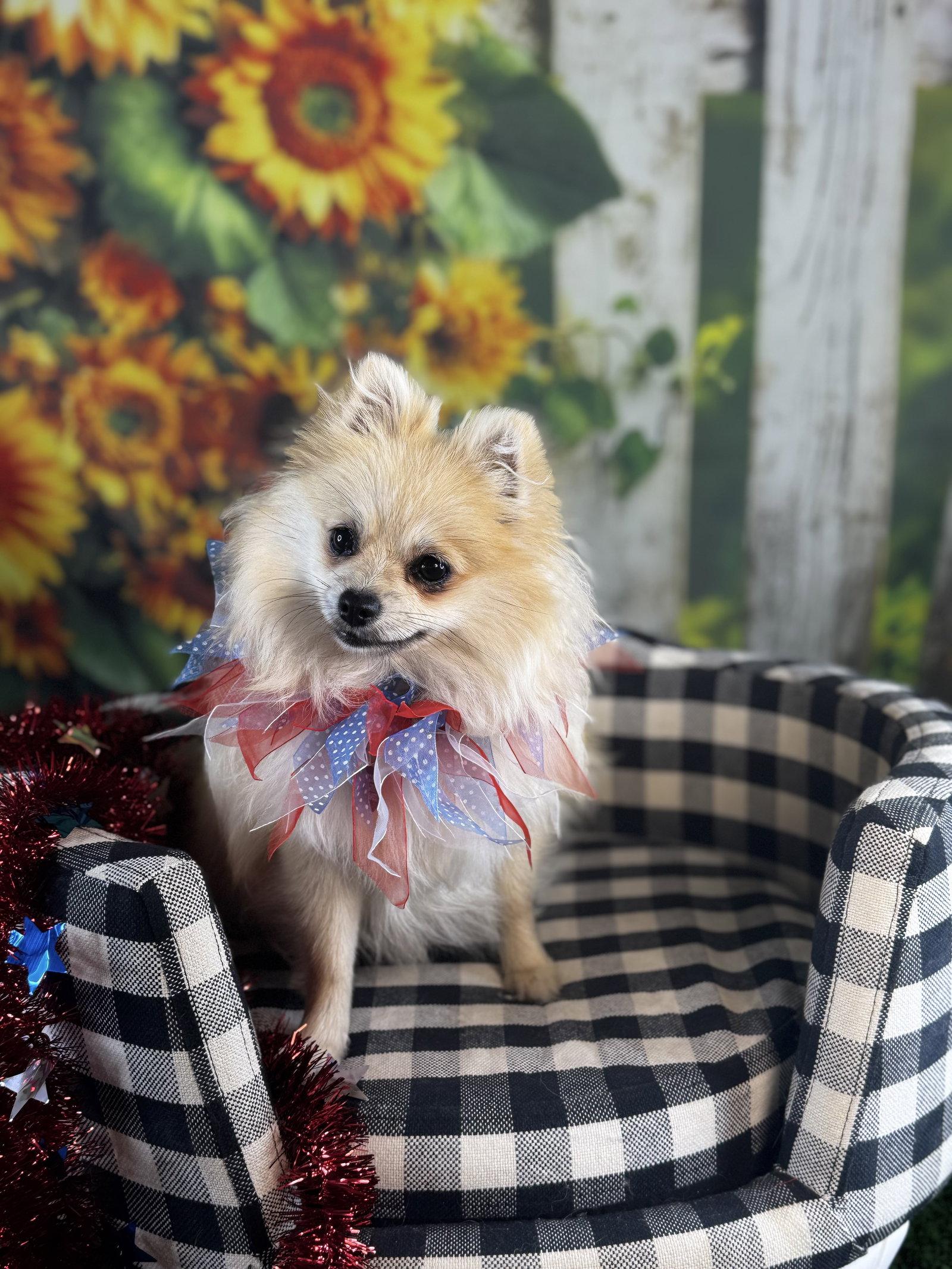 Princess, Adopted, Puppy Female Pomeranian.