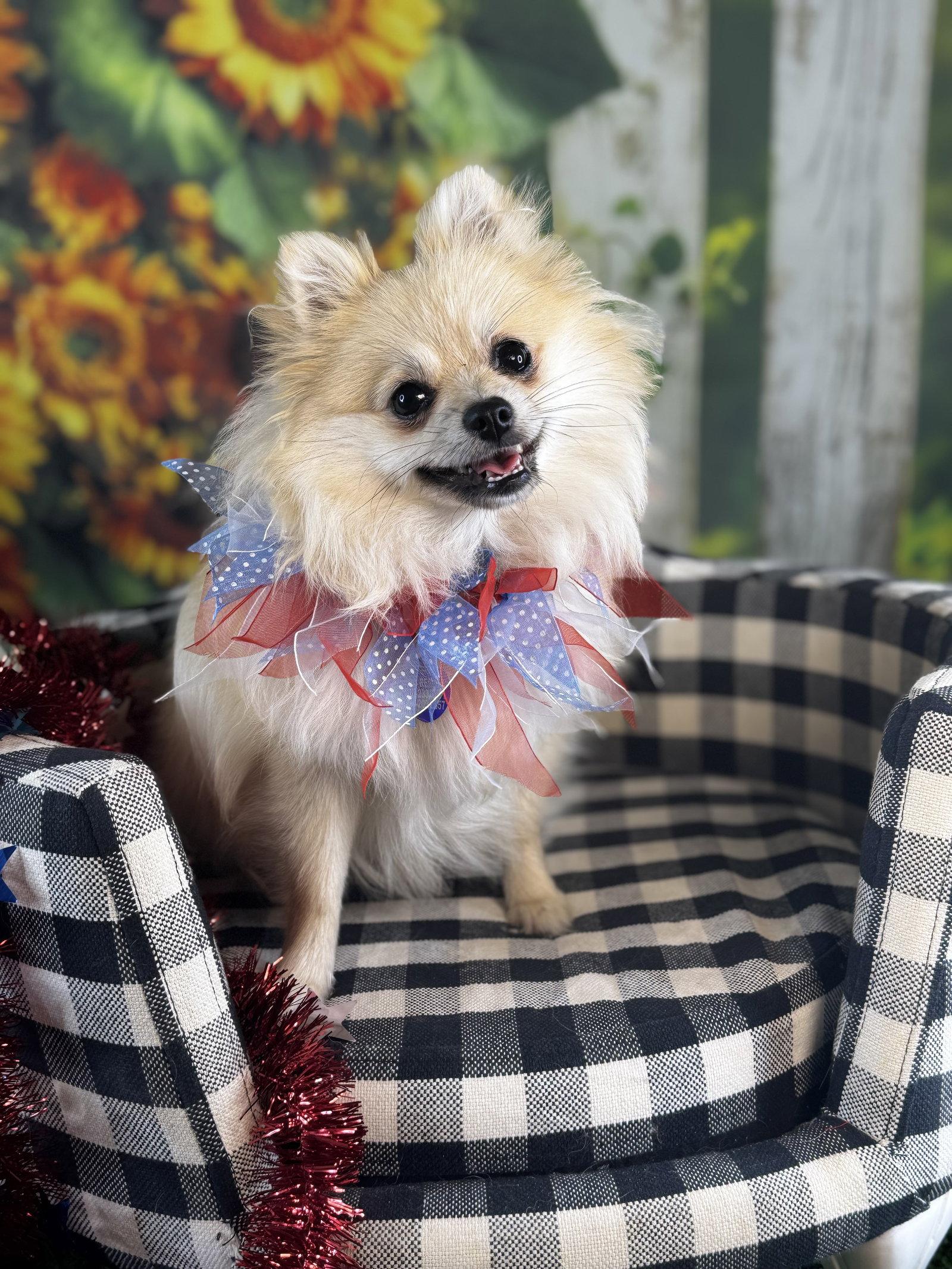 Enlarge Princess, a Adopted Pomeranian in Garland, TX image 2/3
