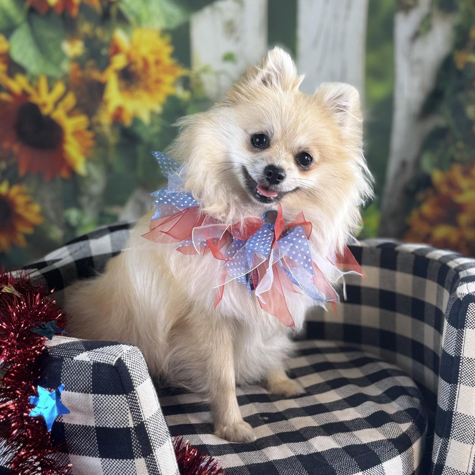 Enlarge Princess, a Adopted Pomeranian in Garland, TX image 3/3