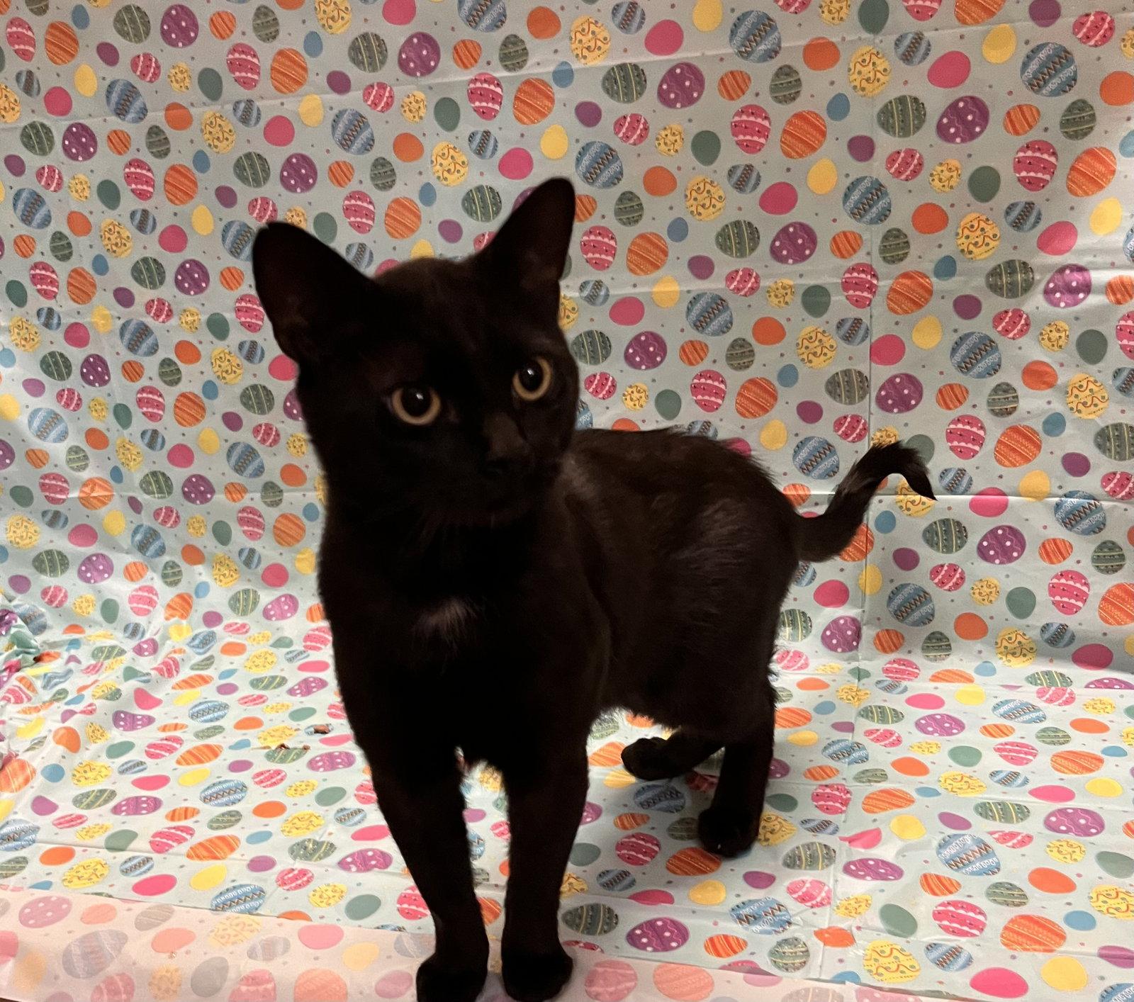 Enlarge Salem, a Adoptable mixed breed in Scottsdale, AZ image 1/2