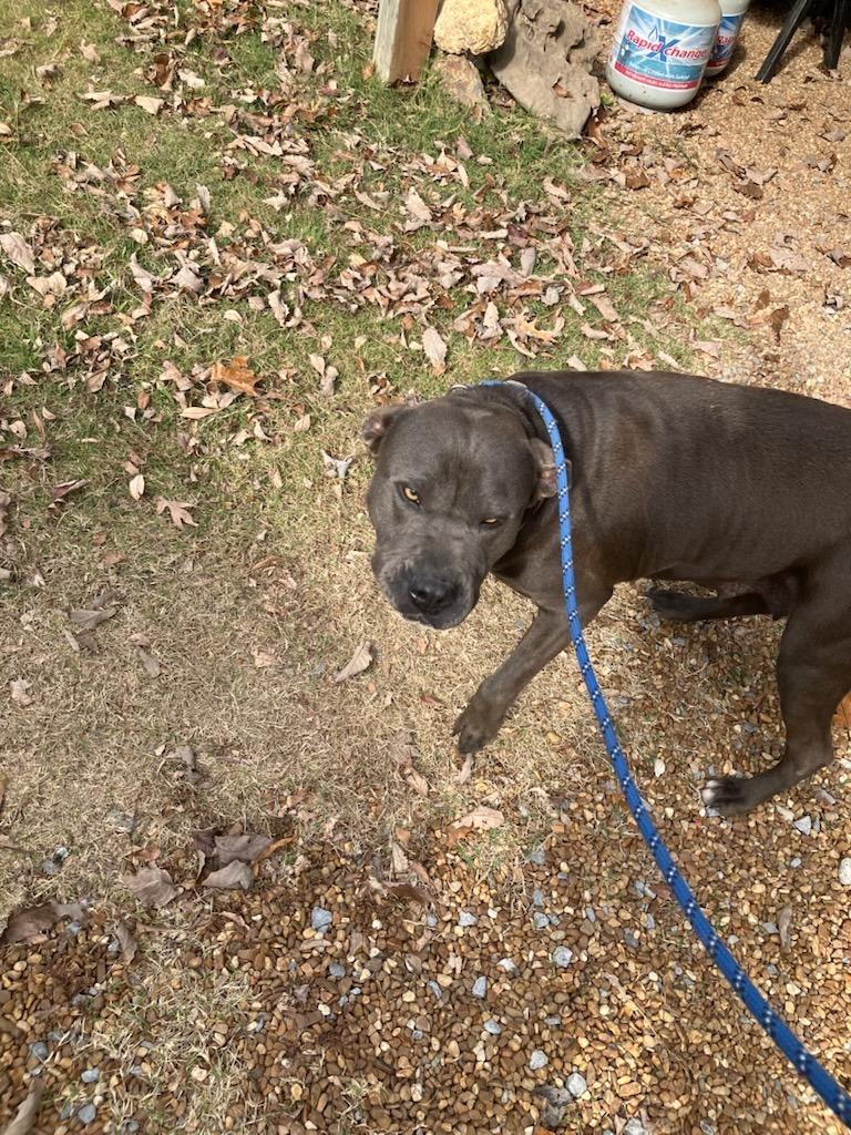 Lucinda the House Hippo - Adoptable, Adoptable, Young Female Labrador Retriever & Pit Bull Terrier.