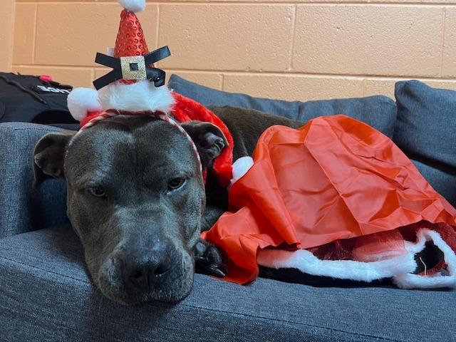 Enlarge Lucinda the House Hippo - Adoptable, a Adoptable mixed breed in Chickamauga , GA image 2/6