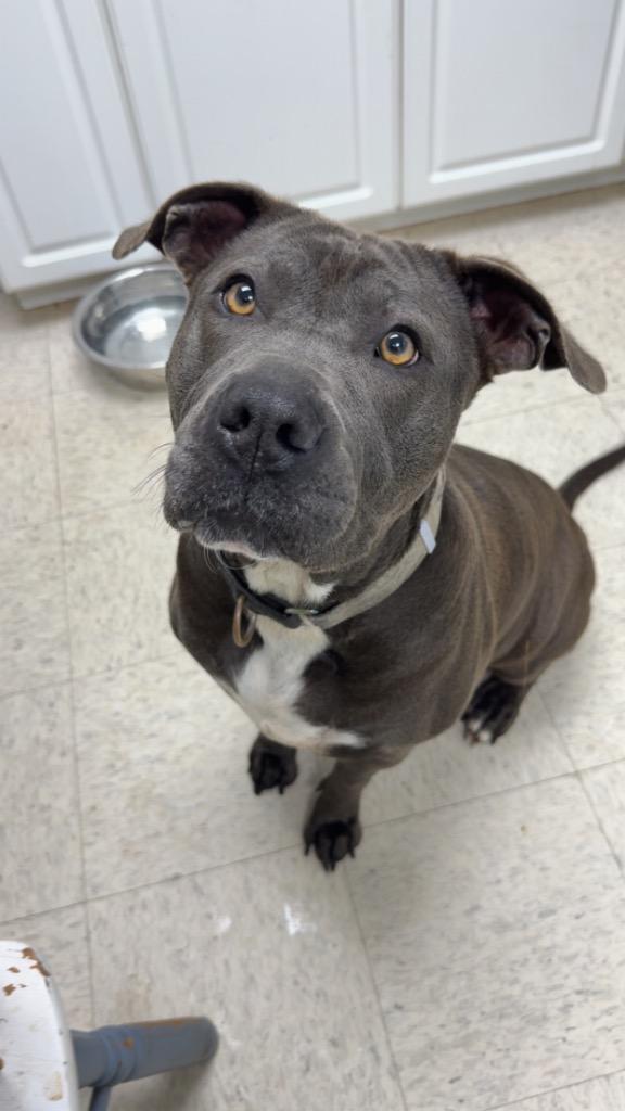Enlarge Lucinda the House Hippo - Adoptable, a Adoptable mixed breed in Chickamauga , GA image 3/6