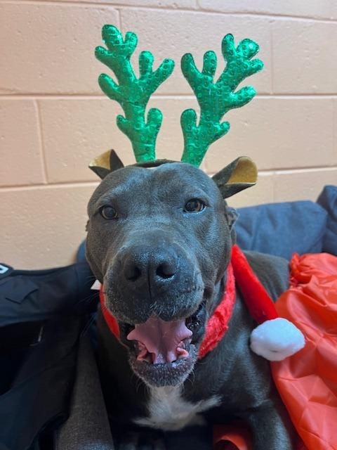 Enlarge Lucinda the House Hippo - Adoptable, a Adoptable mixed breed in Chickamauga , GA image 4/6