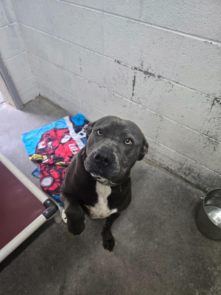 Enlarge Lucinda the House Hippo - Adoptable, a Adoptable mixed breed in Chickamauga , GA image 5/6