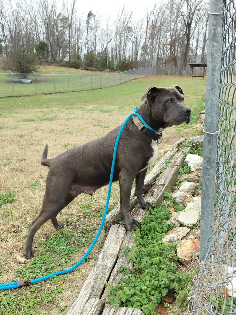 Enlarge Lucinda the House Hippo - Adoptable, a Adoptable mixed breed in Chickamauga , GA image 6/6