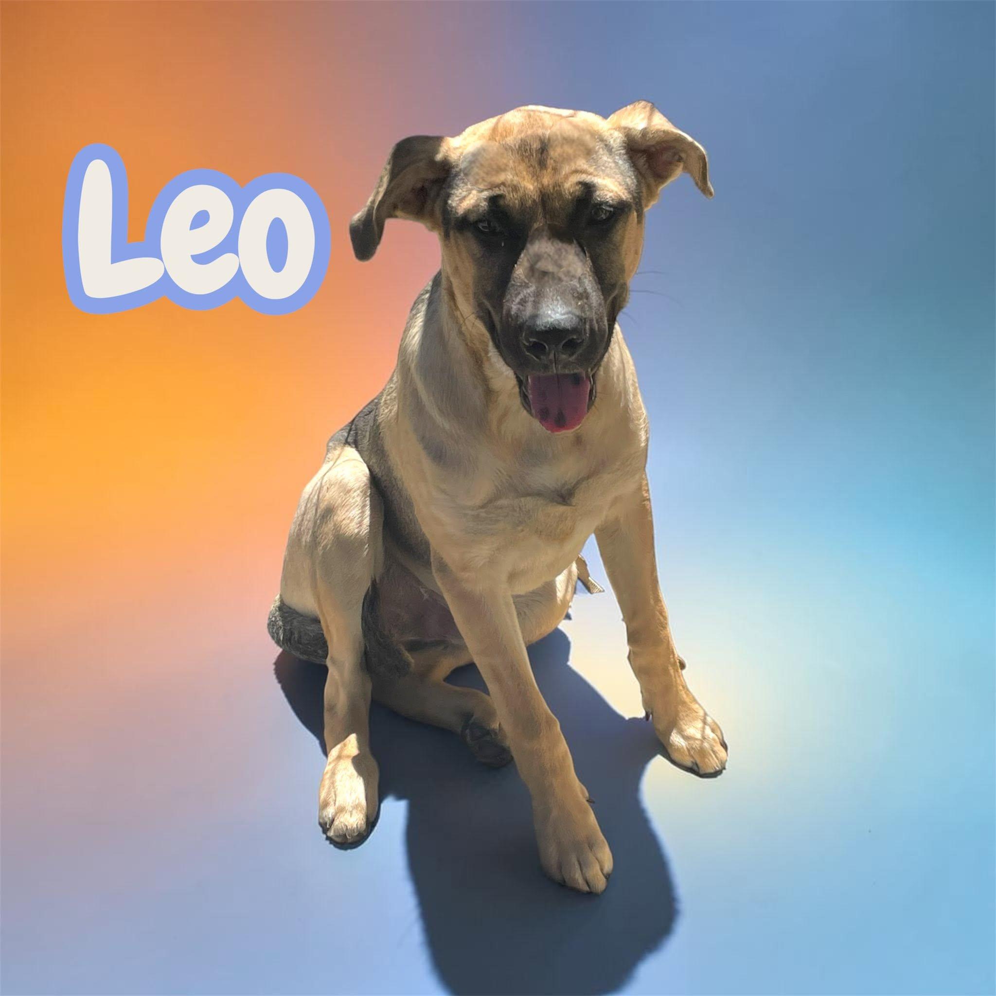 Enlarge Leo (Sunny's Litter) - big, bold, playful, a Adoptable mixed breed in Greenwich, CT image 3/3