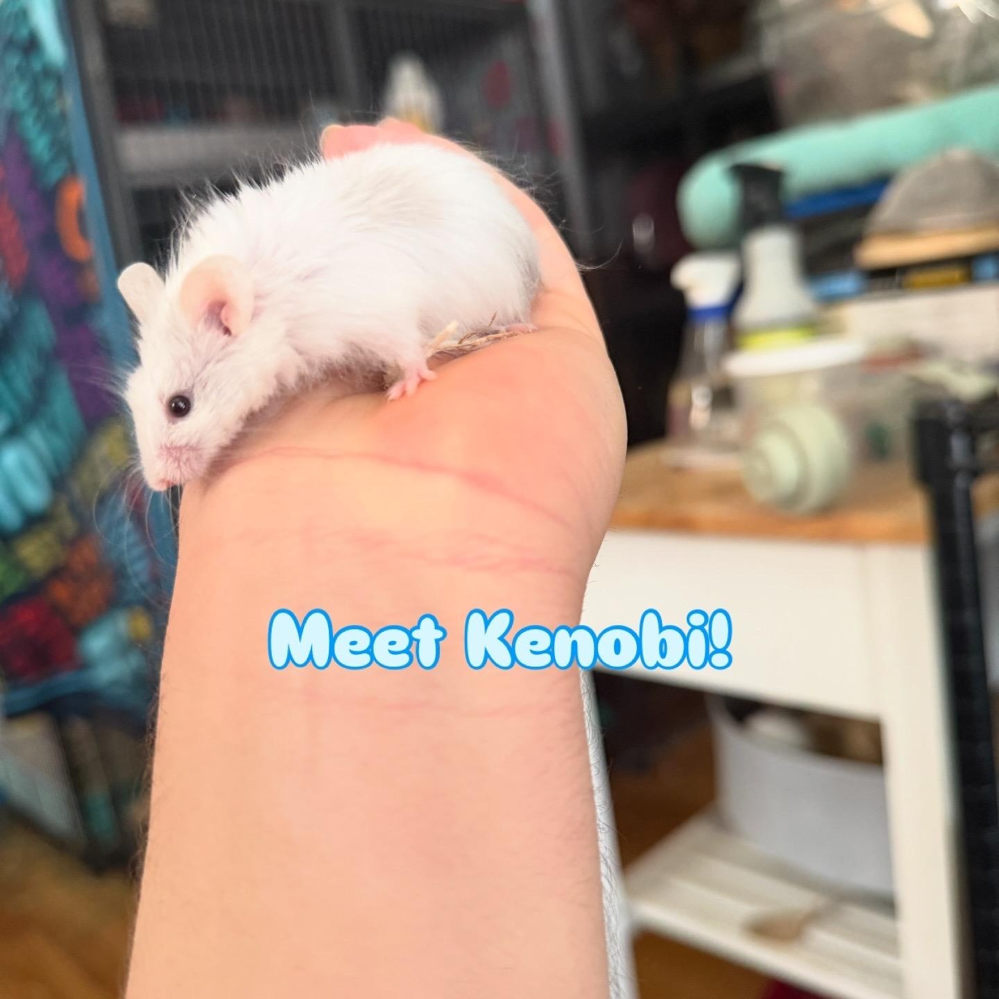 Enlarge Kenobi, a ADOPTABLE Mouse in Minneapolis, MN image 1/1