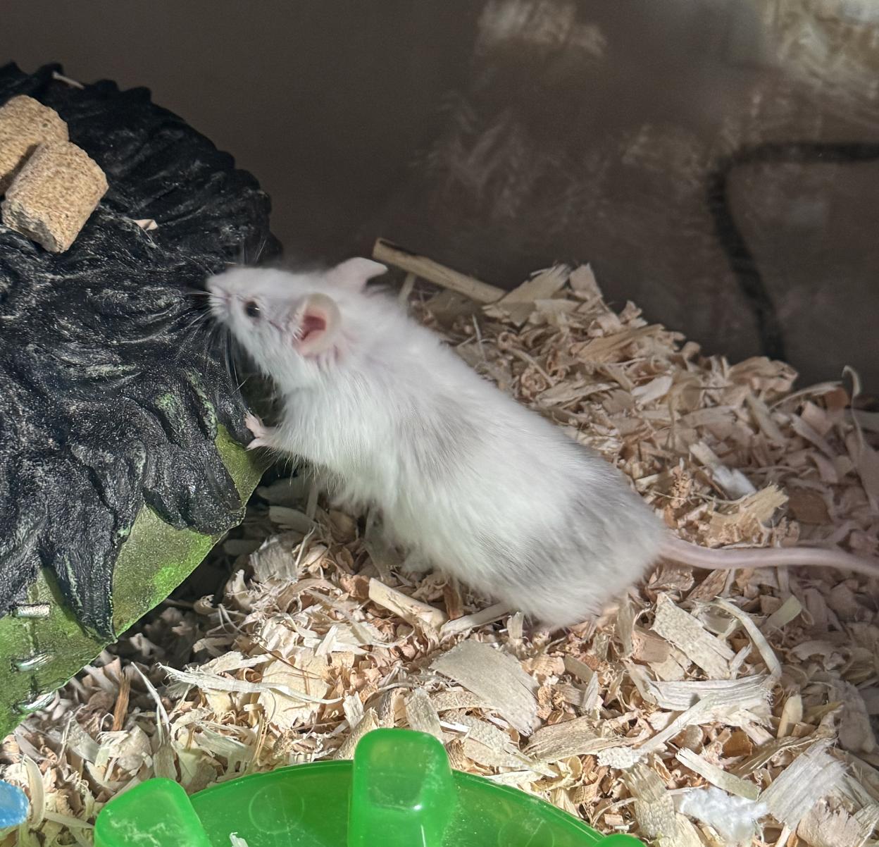 Enlarge Kenobi, a ADOPTABLE Mouse in Minneapolis, MN image 2/2