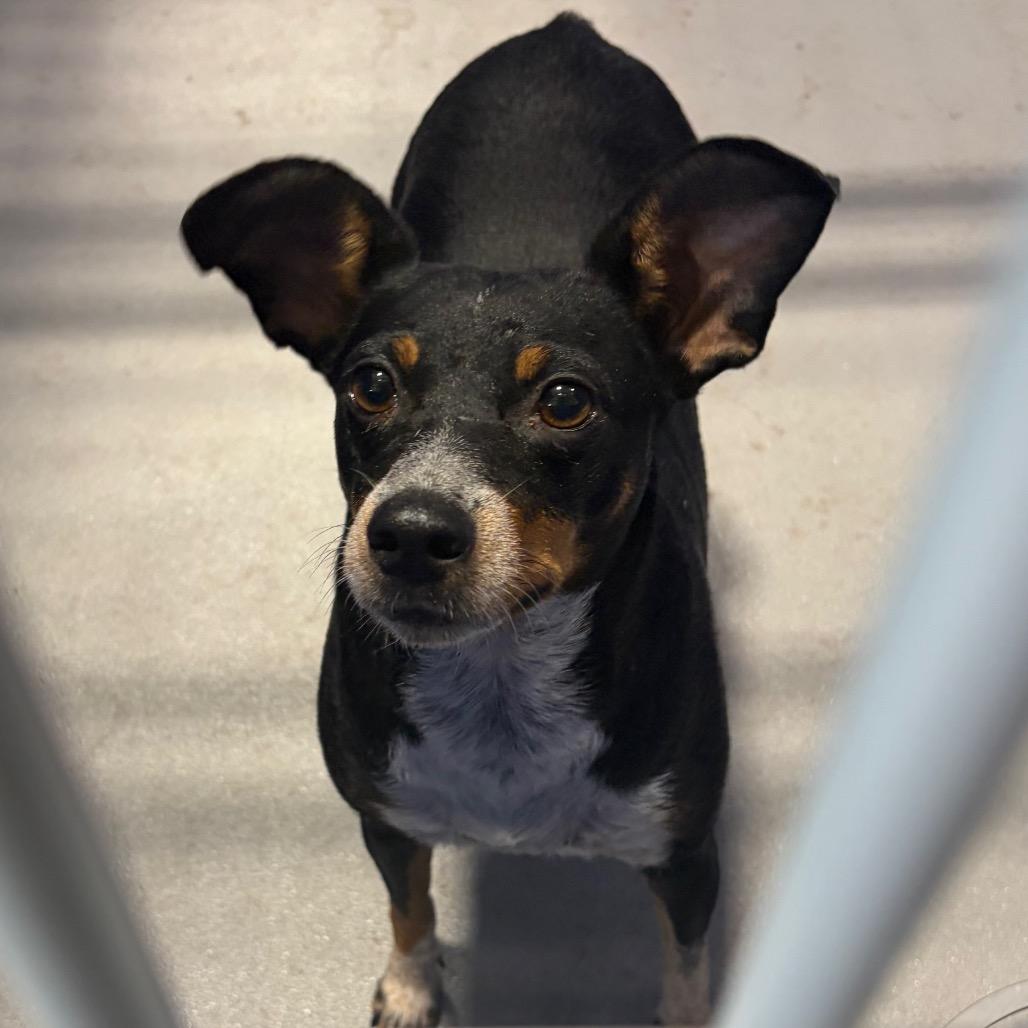 Enlarge Pickle KCAC #766.26, a Adoptable mixed breed in Kerrville, TX image 1/5