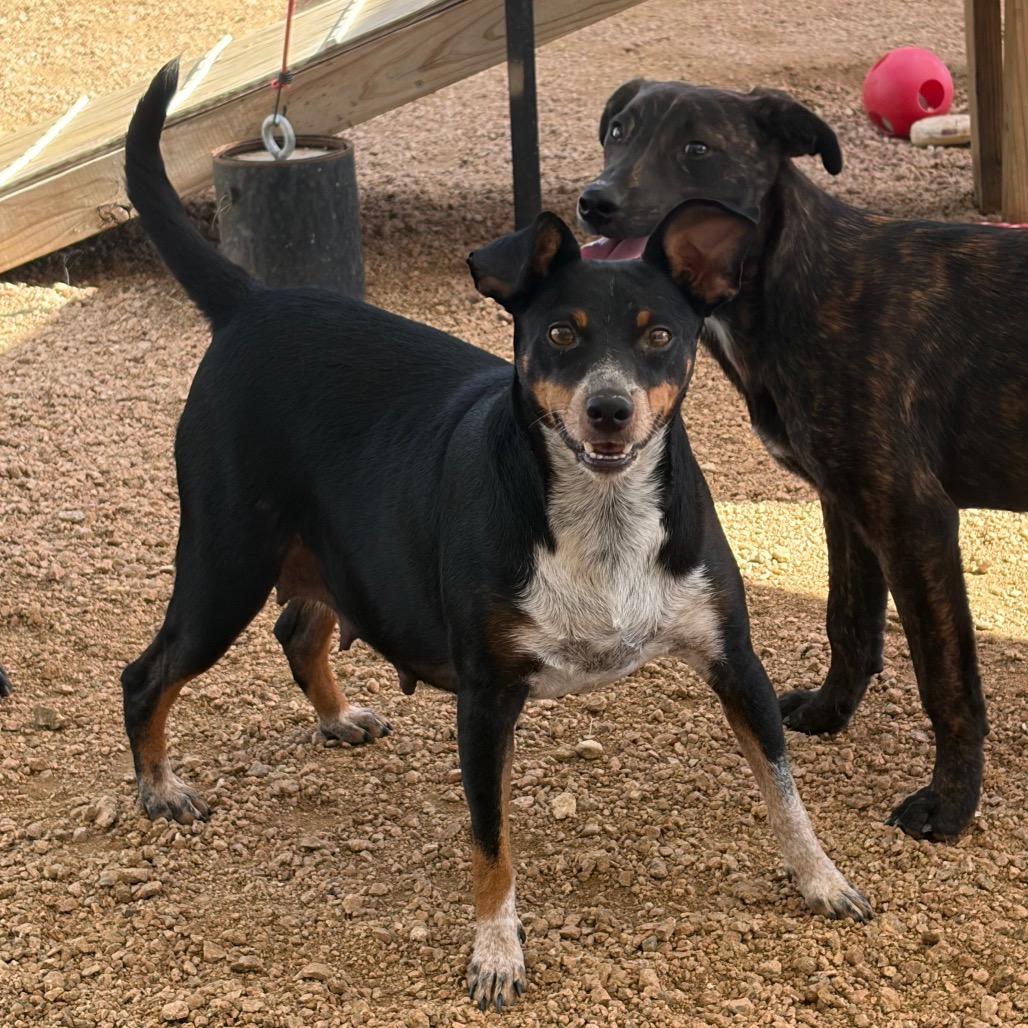 Enlarge Pickle KCAC #766.26, a Adoptable mixed breed in Kerrville, TX image 2/5