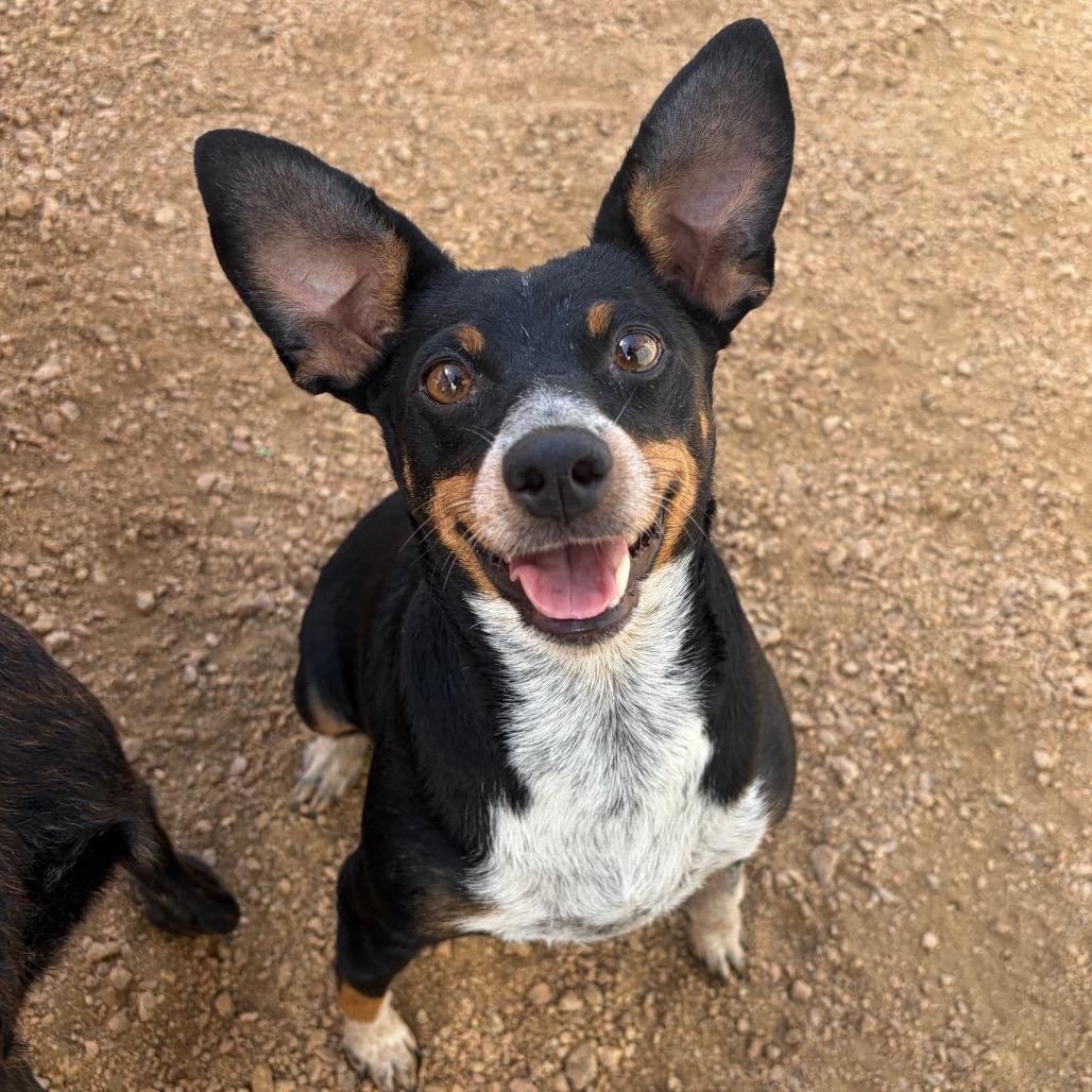 Enlarge Pickle KCAC #766.26, a Adoptable mixed breed in Kerrville, TX image 3/5