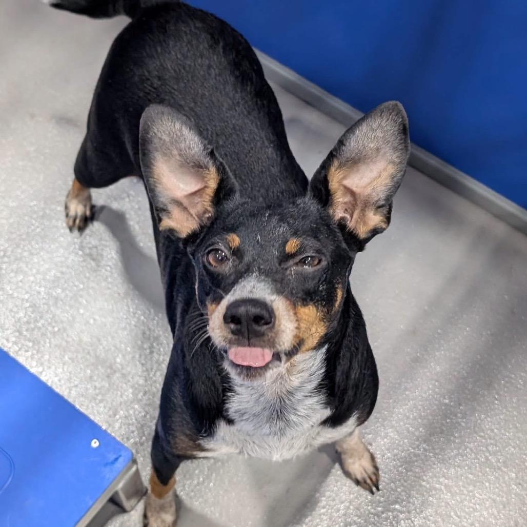 Enlarge Pickle KCAC #766.26, a Adoptable mixed breed in Kerrville, TX image 4/5