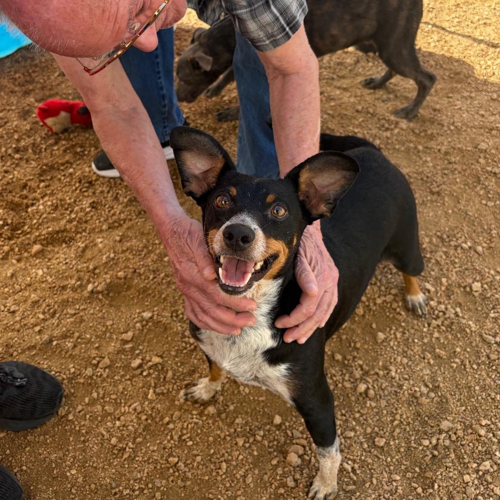 Enlarge Pickle KCAC #766.26, a Adoptable mixed breed in Kerrville, TX image 5/5