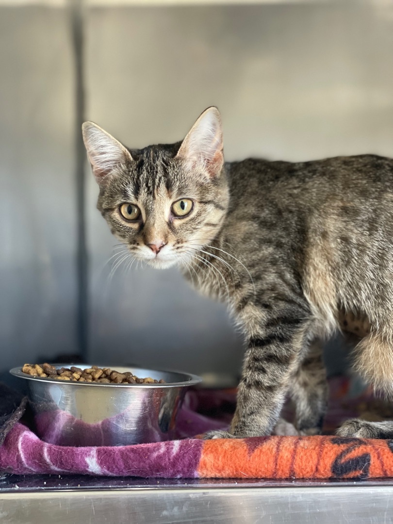 Caffeine , a Adoptable mixed breed in Anderson, IN image 1/2