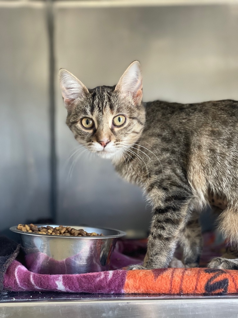 Caffeine , a Adoptable mixed breed in Anderson, IN image 2/2