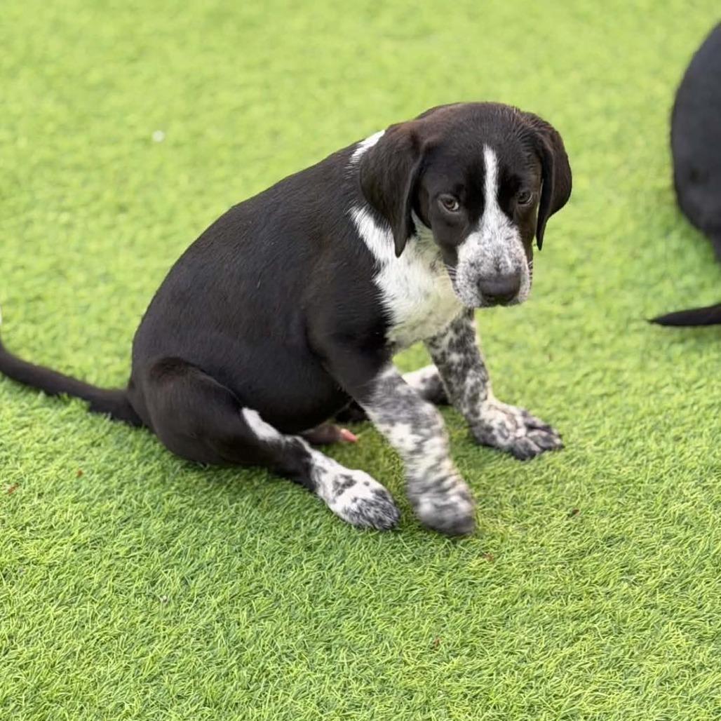 Enlarge Garth Brooks, a Adoptable mixed breed in Sarasota, FL image 2/3
