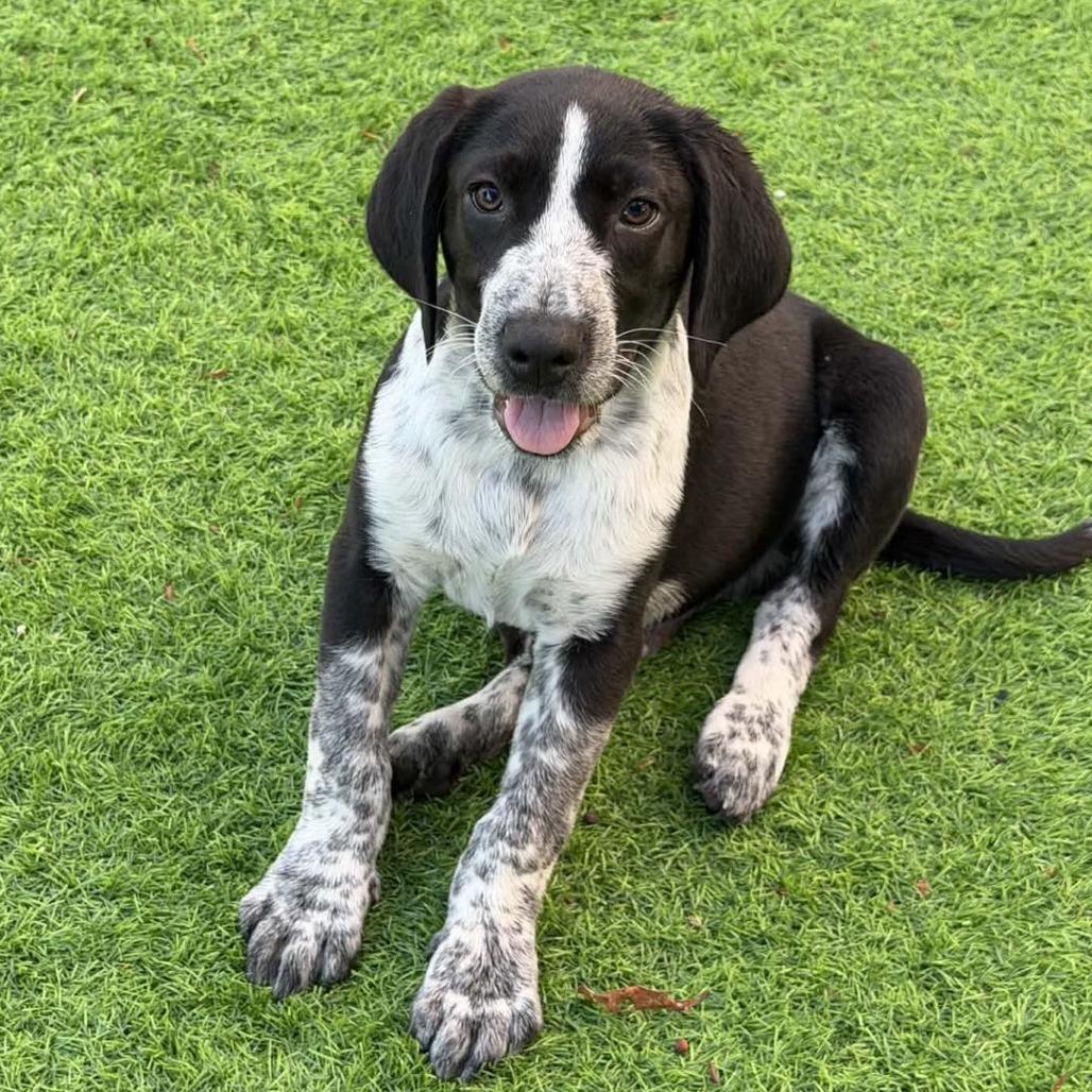 Enlarge Garth Brooks, a Adoptable mixed breed in Sarasota, FL image 3/3