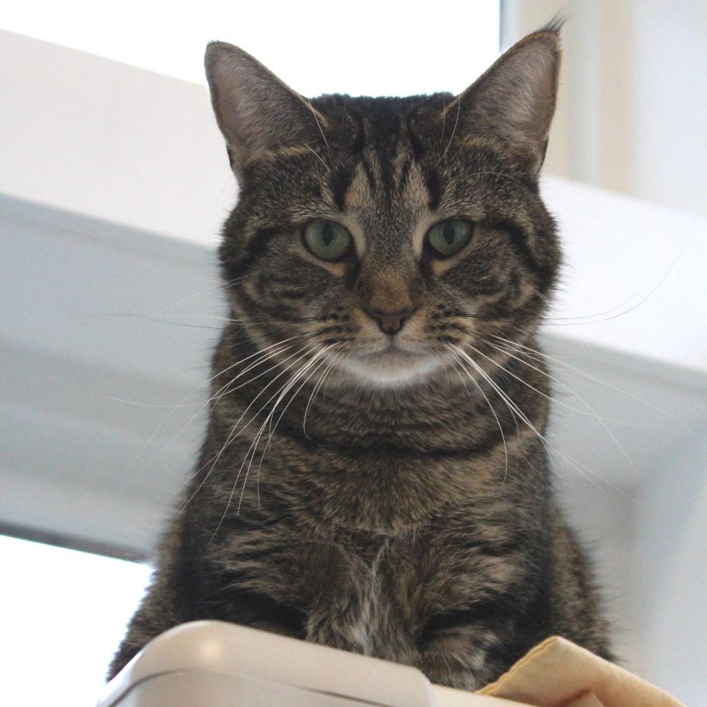 Enlarge Venti, a Adoptable mixed breed in Gloucester, VA image 1/3