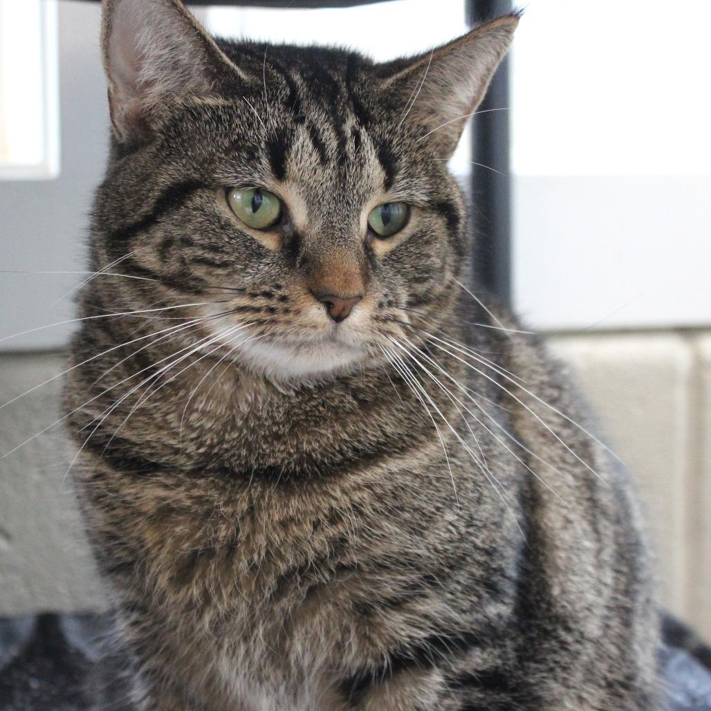 Enlarge Venti, a Adoptable mixed breed in Gloucester, VA image 2/3