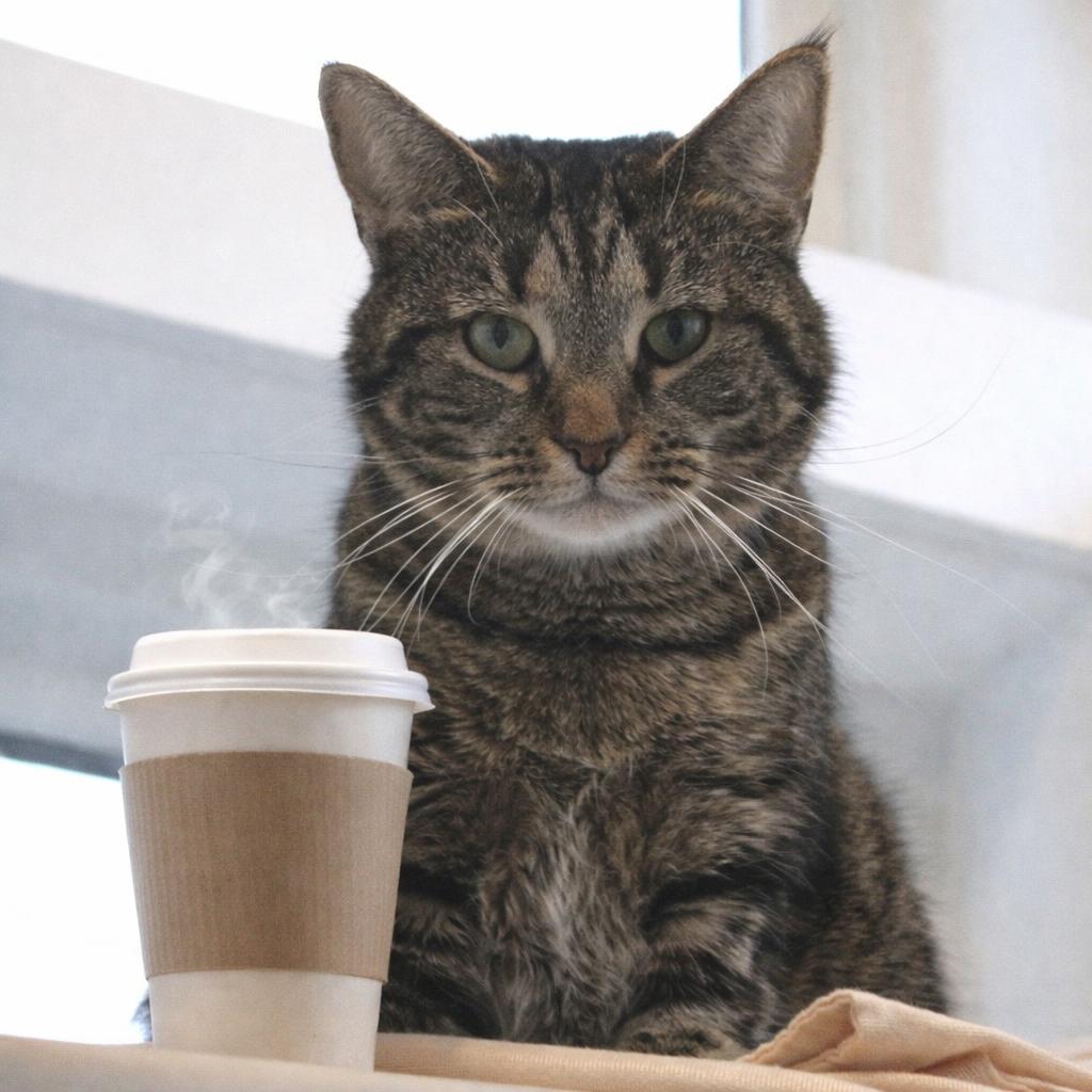 Enlarge Venti, a Adoptable mixed breed in Gloucester, VA image 3/3