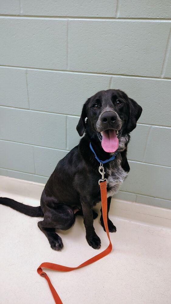 Sawyer, Adoptable, Adult Male Labrador Retriever.