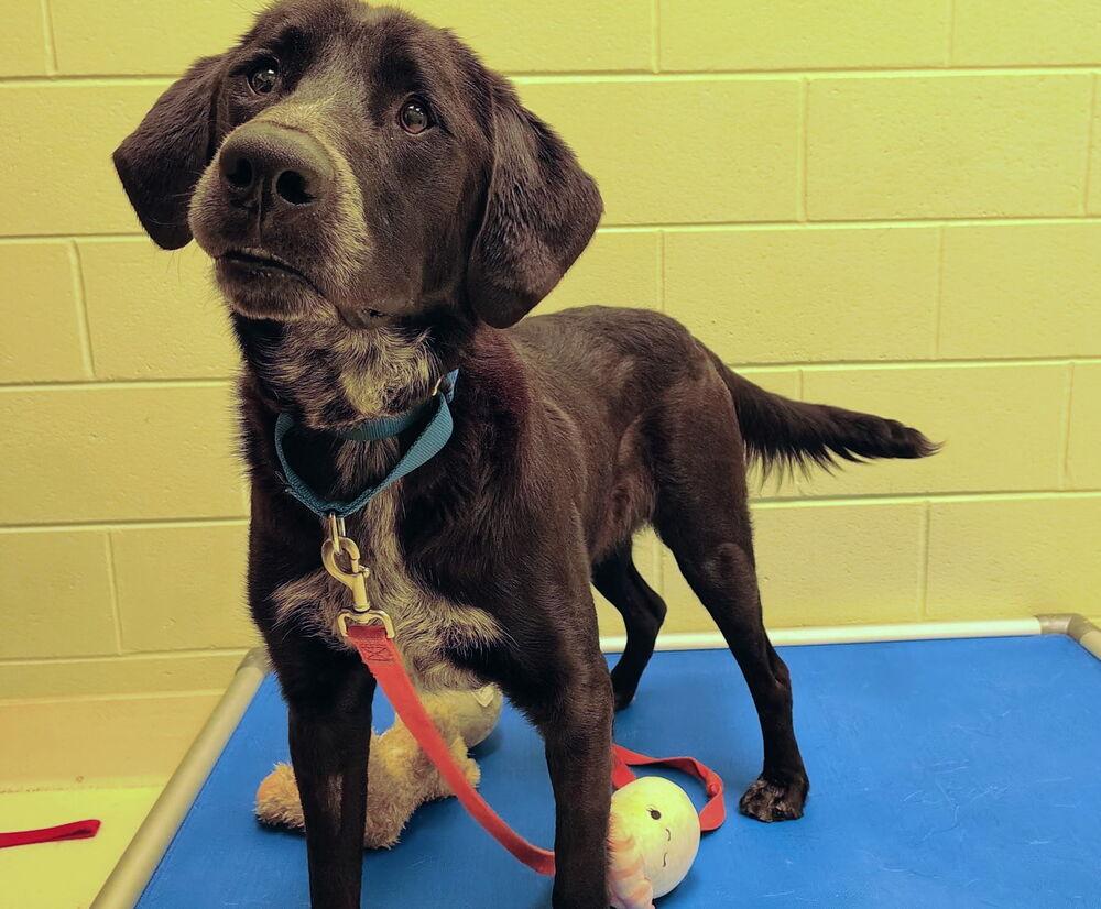 Enlarge Sawyer, a Adoptable mixed breed in Kalamazoo, MI image 2/2