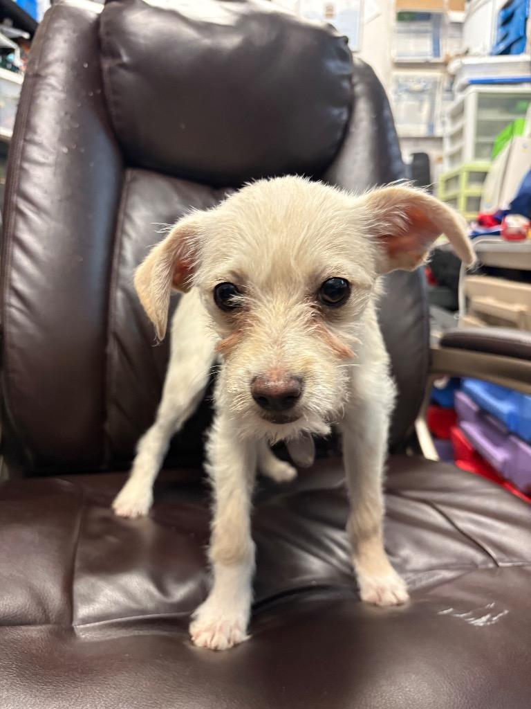 Enlarge Stash, a Adoptable mixed breed in Reno, NV image 1/1