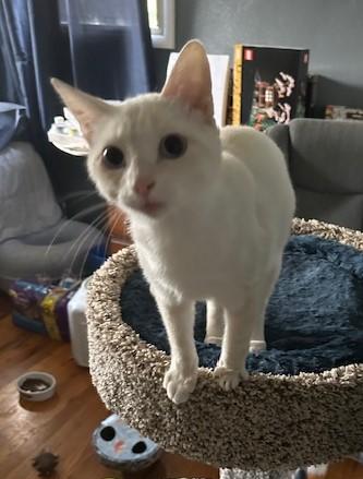 Celeste (bonded with Bennie) 3