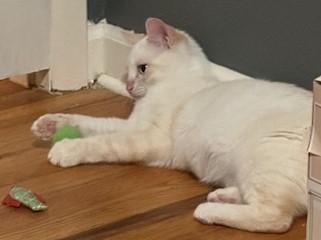 Celeste (bonded with Bennie) 5