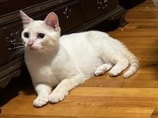 Celeste (bonded with Bennie)