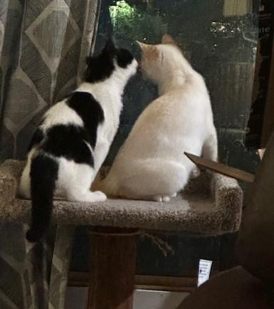 Celeste (bonded with Bennie) 2