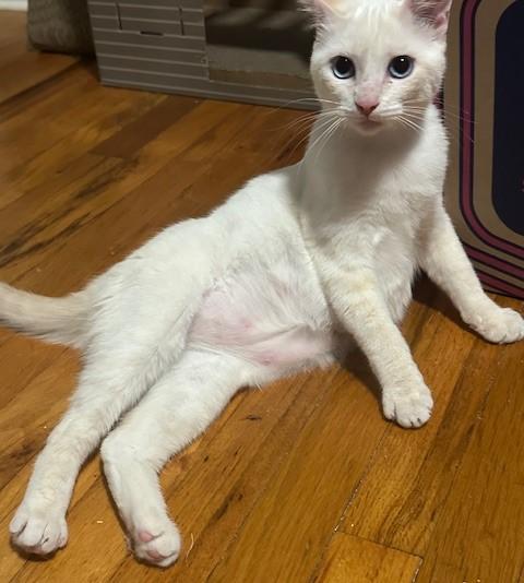 Celeste (bonded with Bennie) 4