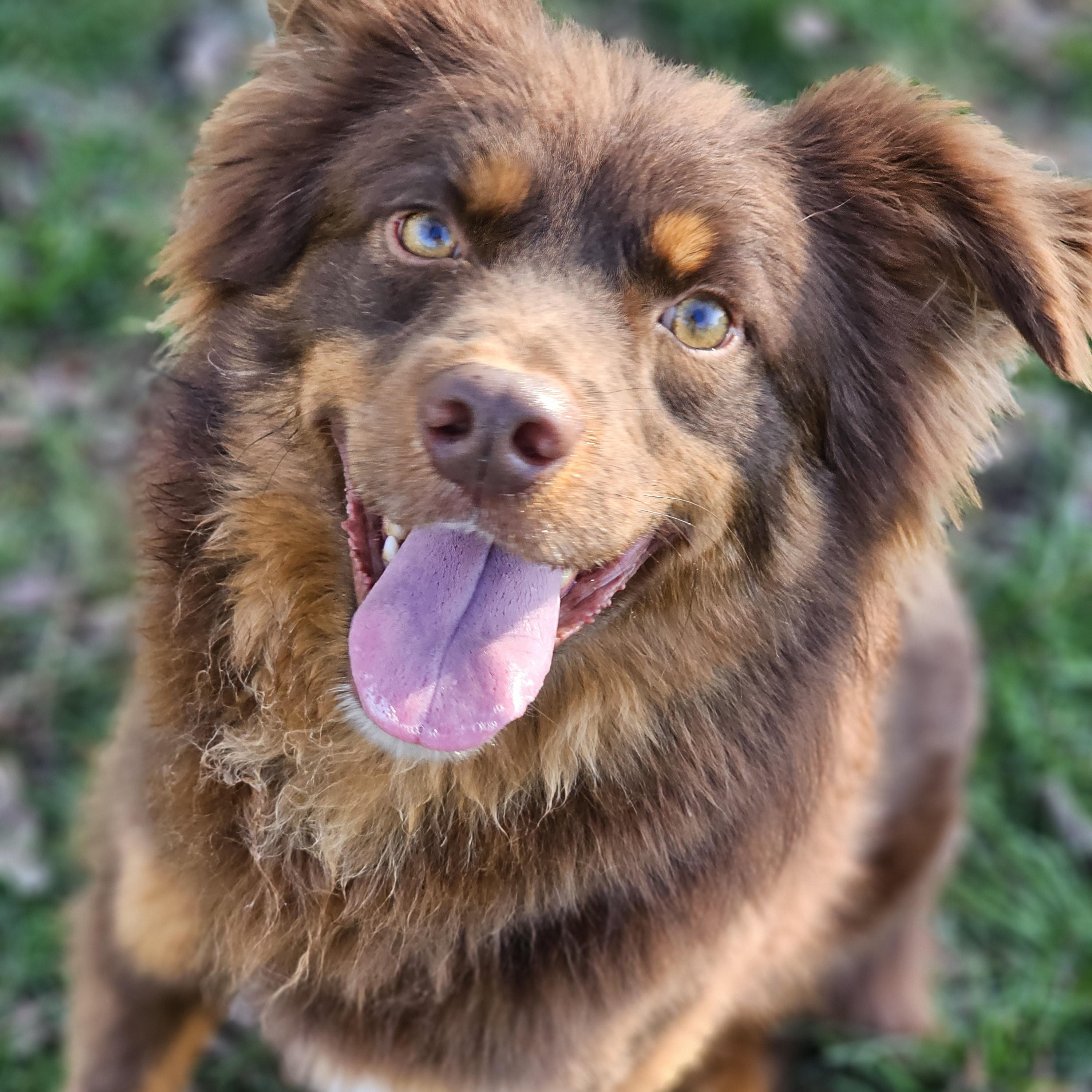 Finn so il, Adoptable, Young Male Australian Shepherd & Shetland Sheepdog / Sheltie.