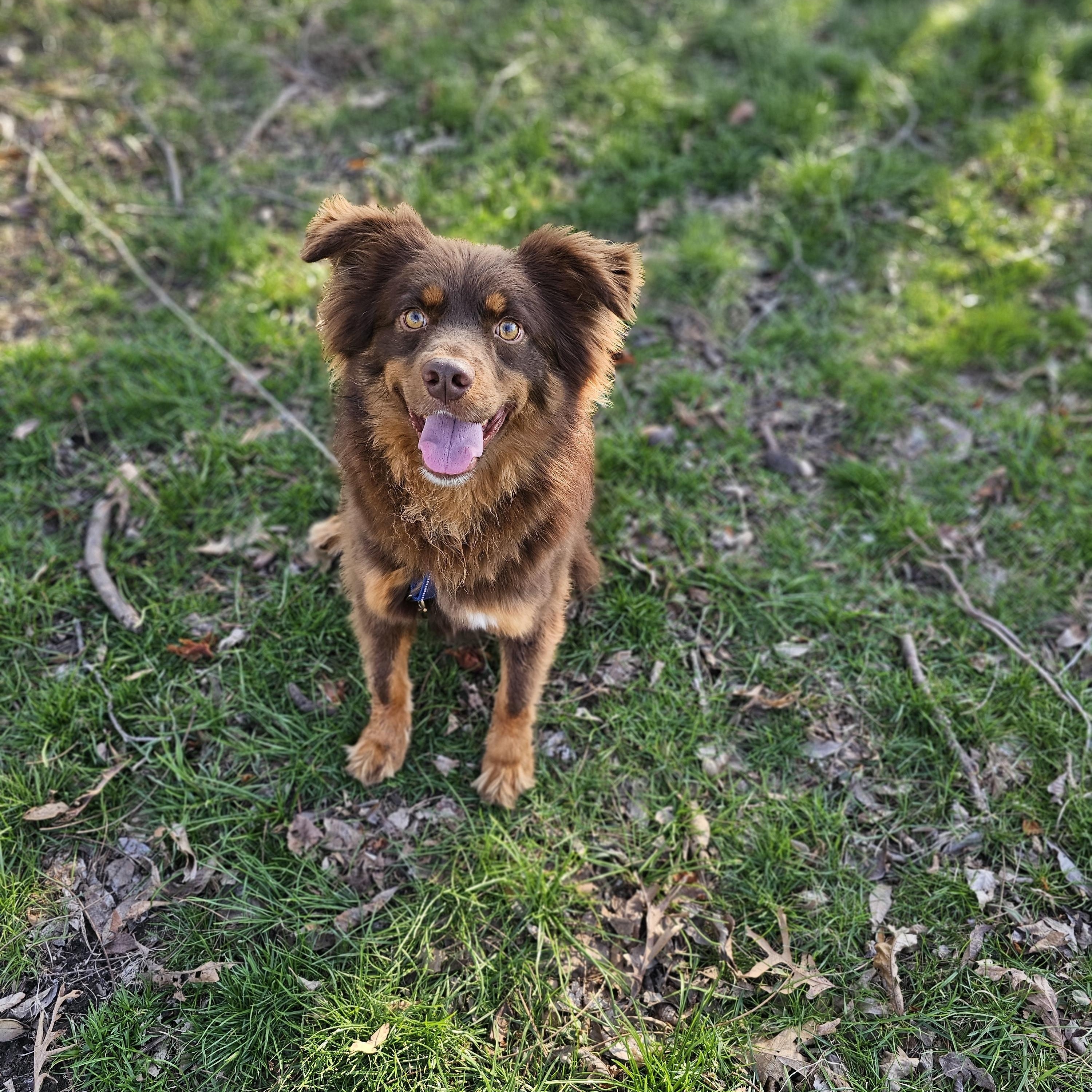 Finn so il, a Adoptable mixed breed in MURPHYSBORO , IL image 2/6